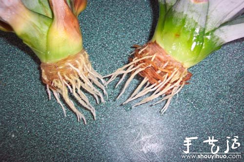在家种菠萝图解教程(图7)