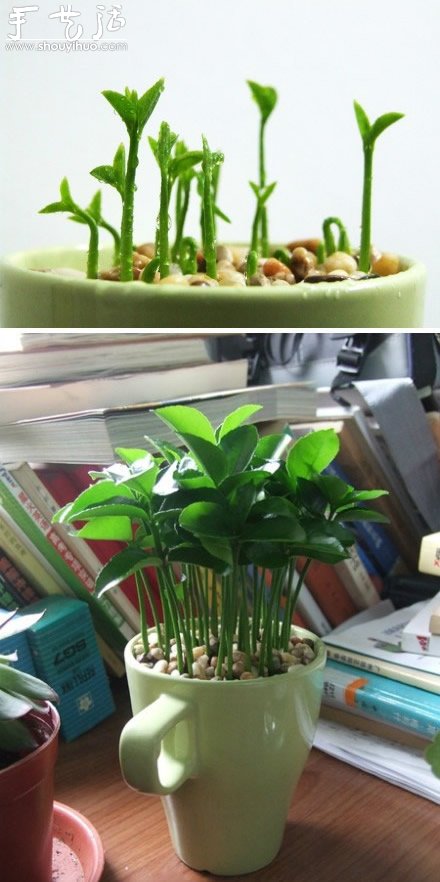 柚子核播种DIY“杯子里的小森林”(图6)