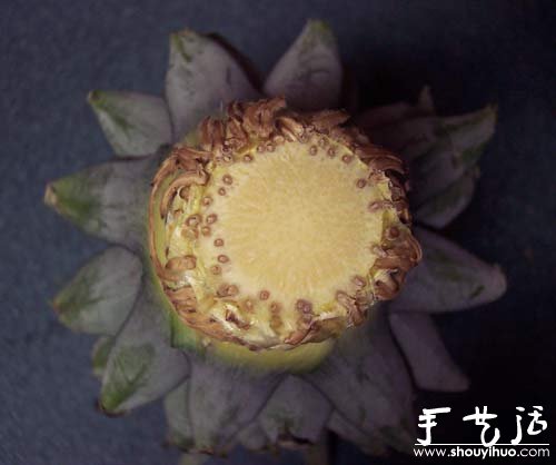 在家种菠萝图解教程(图4)