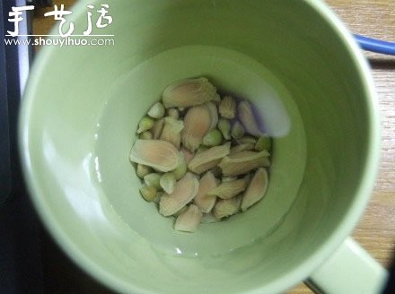 柚子核播种DIY“杯子里的小森林”(图2)