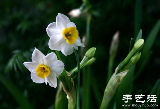 水仙花怎么养 水仙花的养殖方法(图3) 水仙花怎么养 水仙花的养殖方法(图3)