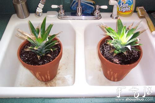 在家种菠萝图解教程(图10)