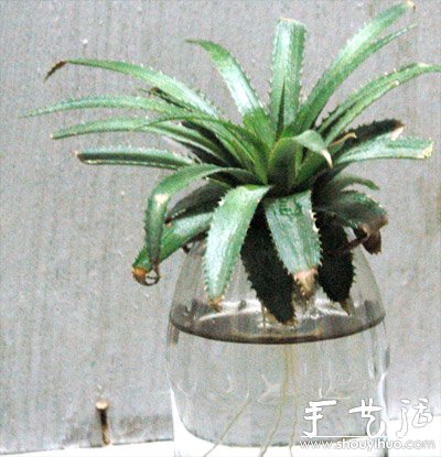 在家种菠萝图解教程(图8)