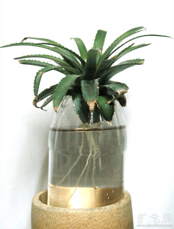 在家种菠萝图解教程(图9)