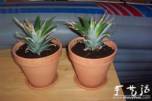 在家种菠萝图解教程(图11)