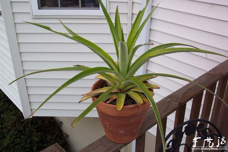 在家种菠萝图解教程(图12)