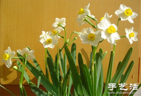 水仙花怎么养 水仙花的养殖方法 - 功圣花卉
