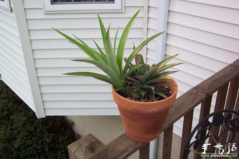 在家种菠萝图解教程(图13)