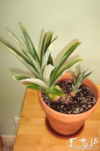 在家种菠萝图解教程(图15)