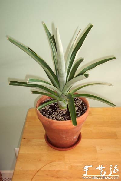 在家种菠萝图解教程(图14)