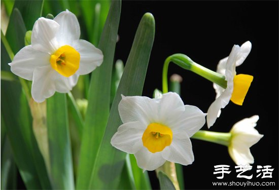 水仙花怎么养 水仙花的养殖方法(图2) 水仙花怎么养 水仙花的养殖方法(图2)