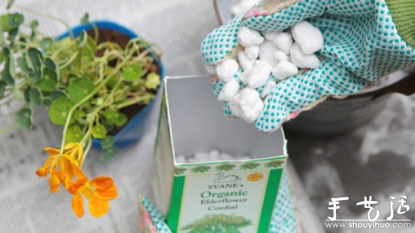 如何移栽花草 花草移植的方法(图4)