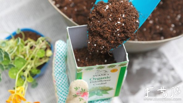 如何移栽花草 花草移植的方法(图5)