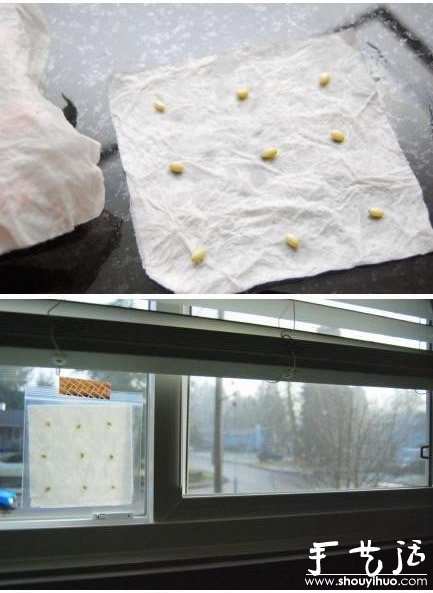 超萌的柠檬盆栽手工DIY(图3) 超萌的柠檬盆栽手工DIY(图3)