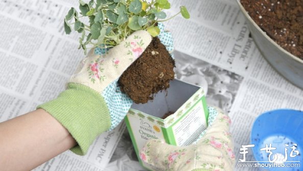 如何移栽花草 花草移植的方法(图6)