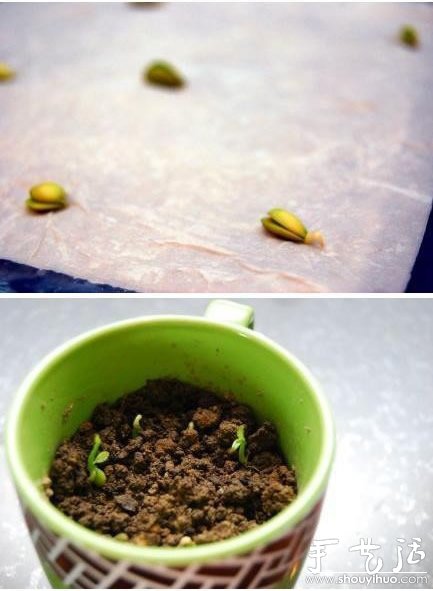 超萌的柠檬盆栽手工DIY(图4) 超萌的柠檬盆栽手工DIY(图4)