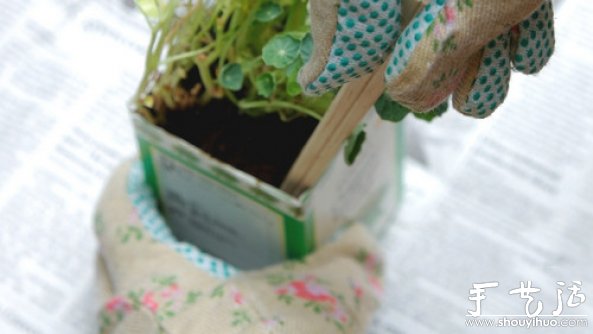 如何移栽花草 花草移植的方法(图8)