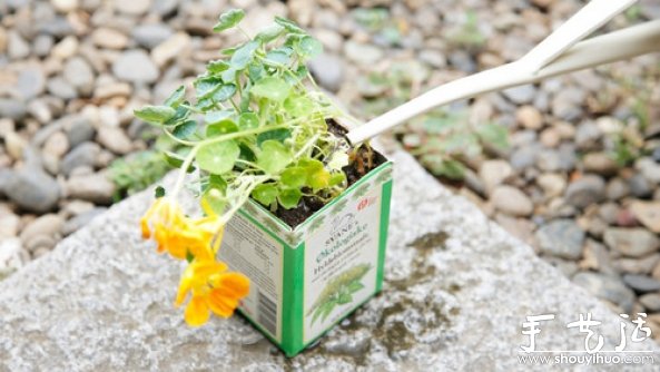 如何移栽花草 花草移植的方法(图9)