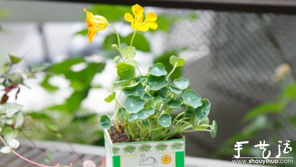 如何移栽花草 花草移植的方法(图10)