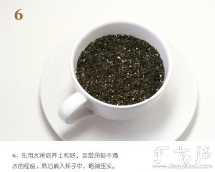 火龙果DIY心形盆栽(图6) 火龙果DIY心形盆栽(图6)