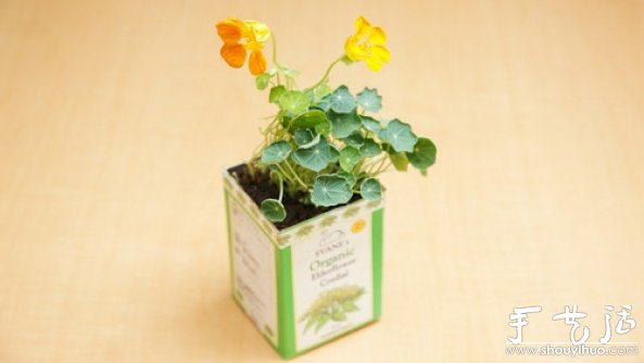 如何移栽花草 花草移植的方法(图12)