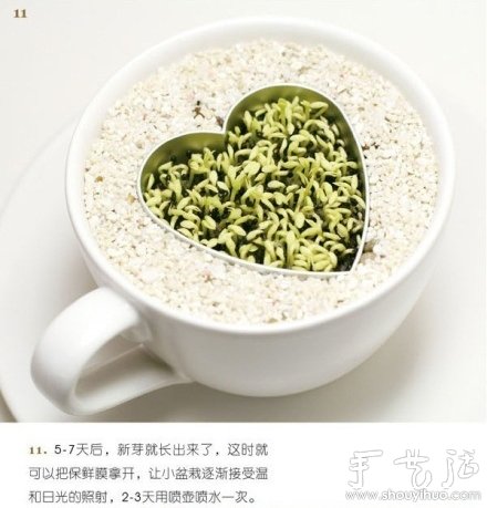 火龙果DIY心形盆栽(图11) 火龙果DIY心形盆栽(图11)