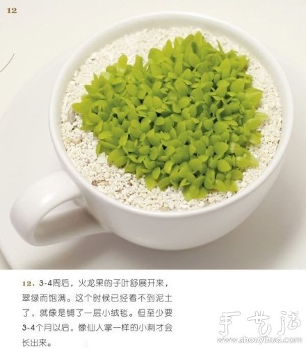 火龙果DIY心形盆栽(图12) 火龙果DIY心形盆栽(图12)