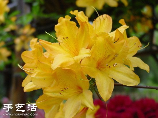 杜鹃花怎么养 杜鹃花的养殖方法(图2) 杜鹃花怎么养 杜鹃花的养殖方法(图2)