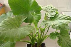 夏季滴水观音的管理 - 功圣花卉