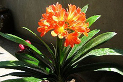 休眠期的朱顶红养护需要注意哪些 - 功圣花卉