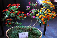 盆景小菊冬季养护要点 - 功圣花卉