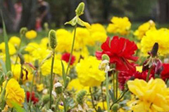 春季养花有三招 - 功圣花卉