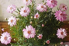 春季养花有三忌 - 功圣花卉