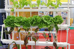 养花必备的营养液 - 功圣花卉