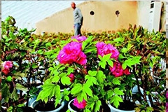 牡丹北方冬季温室催花 - 功圣花卉