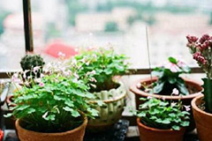 冬季养花有何禁忌 - 功圣花卉