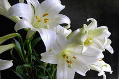 关于百合的栽培技术要点 - 功圣花卉