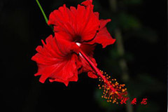 扶桑的栽培技术及防病害 - 功圣花卉