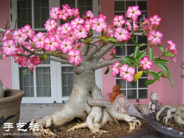 沙漠玫瑰的养法 家庭如何养护沙漠玫瑰(图1)