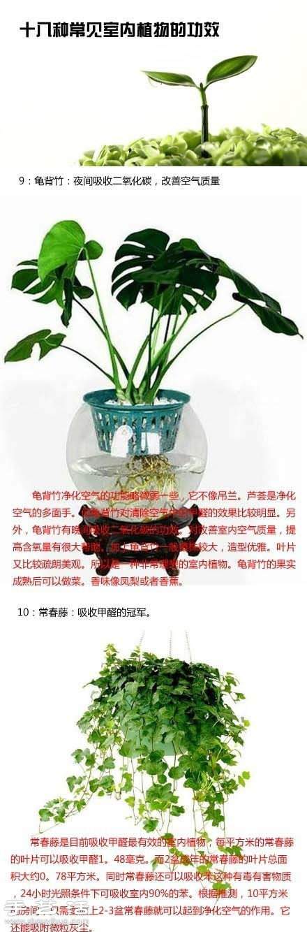 家里种什么植物好 常见室内植物的功效(图6)