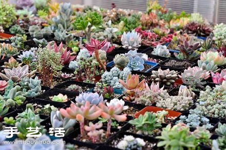 家里种什么植物好 常见室内植物的功效(图1)