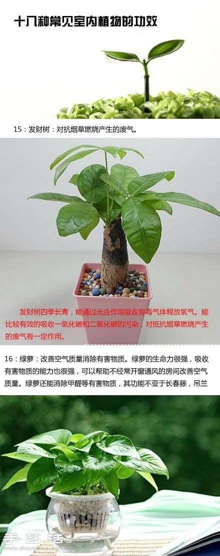 家里种什么植物好 常见室内植物的功效(图9)