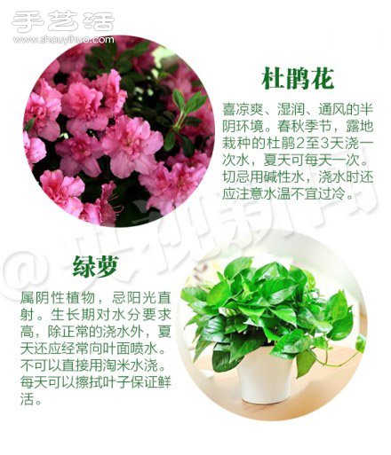 18种家里常种花草植物的正确浇水方法(图3)