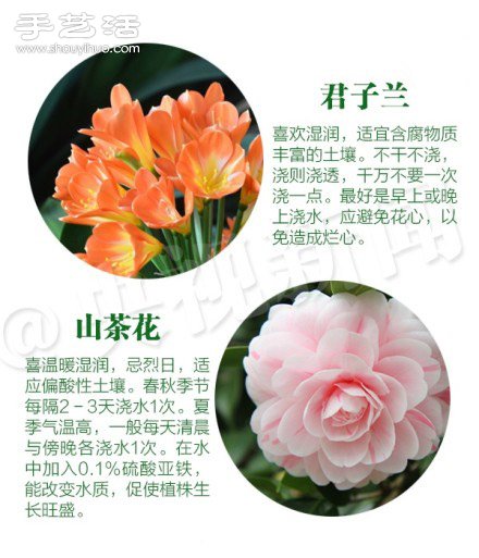 18种家里常种花草植物的正确浇水方法(图2)