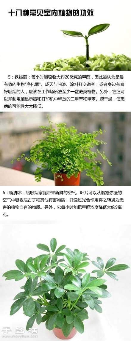 家里种什么植物好 常见室内植物的功效(图4)