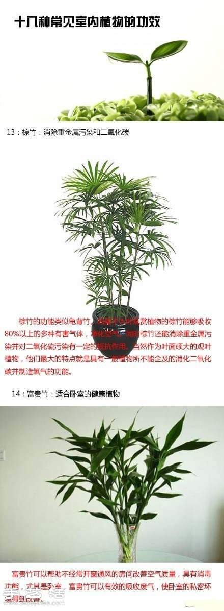 家里种什么植物好 常见室内植物的功效(图8)