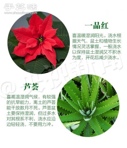 18种家里常种花草植物的正确浇水方法(图8)