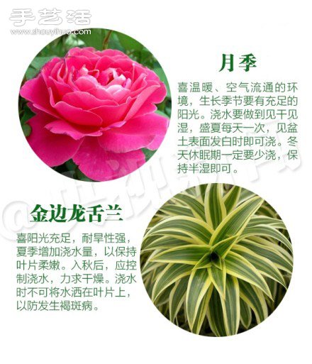 18种家里常种花草植物的正确浇水方法(图4)
