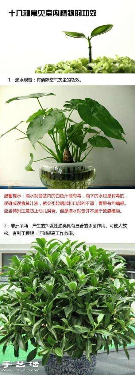 家里种什么植物好 常见室内植物的功效(图2)