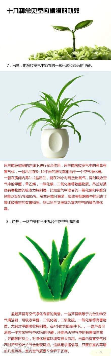 家里种什么植物好 常见室内植物的功效(图5)